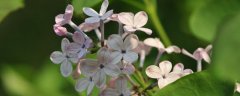 丁香花生长在什么地方