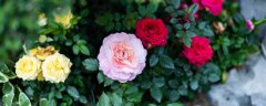 长治的市花是什么花