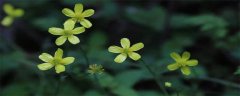 花,草,莲都与什么有关