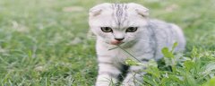 普通的草可以代替猫草吗