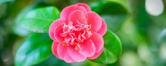 茶花有毒吗