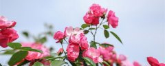 月季花10月份开花吗