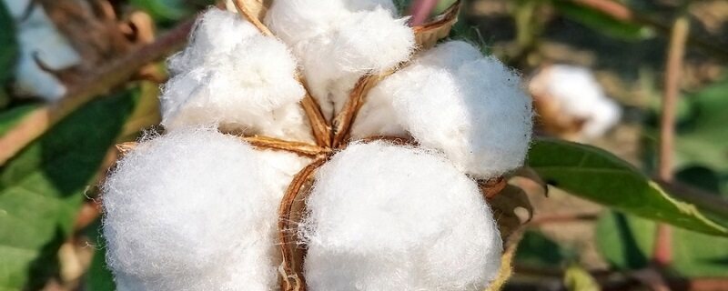 棉花加工步骤有哪些 棉花加工步骤有哪些