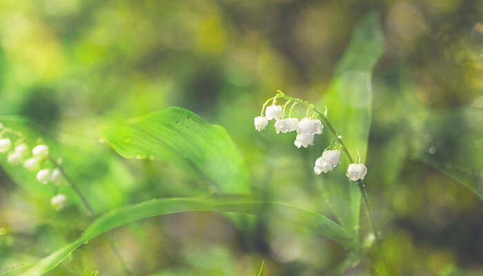 铃兰花有毒吗 铃兰花有毒吗