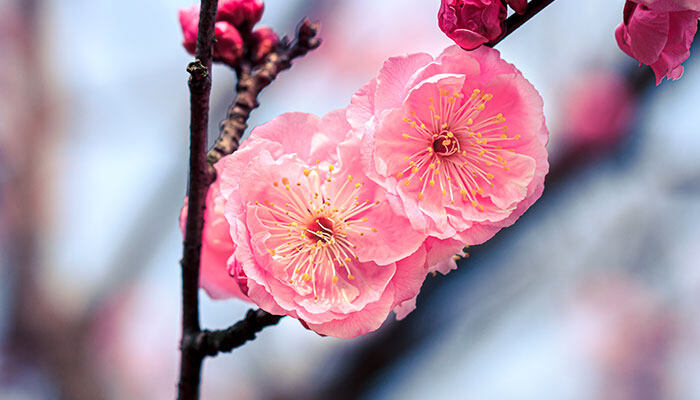 红梅花的养殖方法和注意事项 红梅花的养殖方法和注意事项