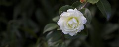 山茶树种植方法和管理