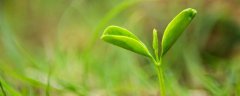 种植技术与栽培技术有什么区别