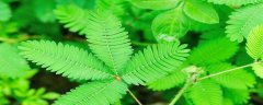观察一种植物早中晚的变化