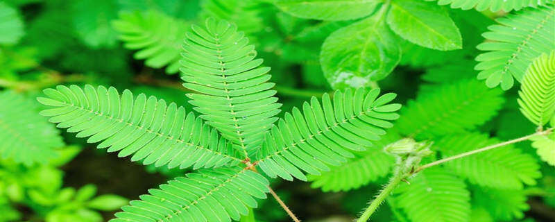 观察一种植物早中晚的变化