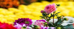 菊花品种有哪些