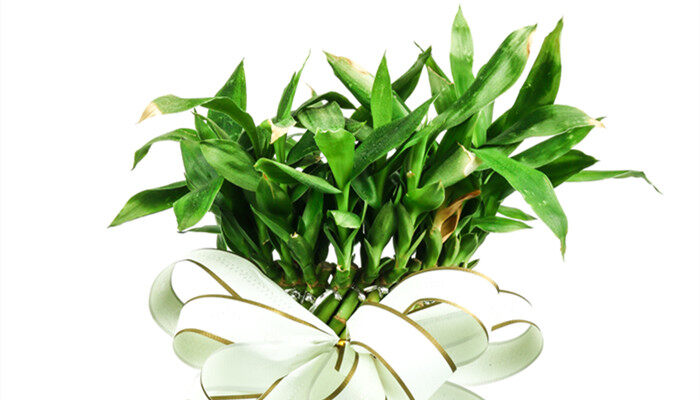 60种盆栽植物名称 60种盆栽植物名称