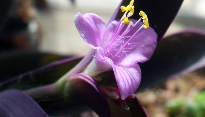 狗牙花和丁香怎么区分 狗牙花和丁香怎么区分