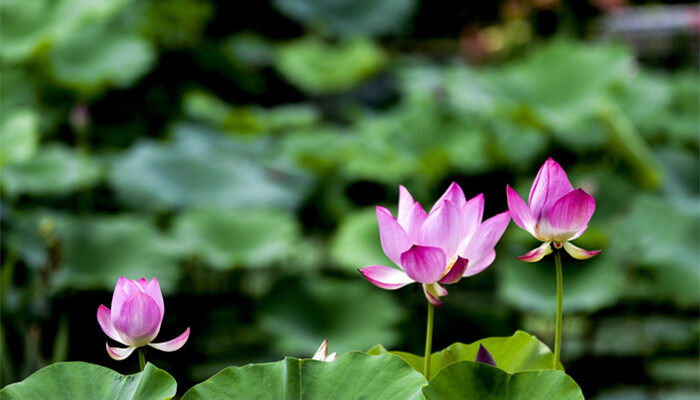 莲花的花语和寓意 莲花的花语和寓意