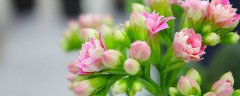 长寿花花期有多长