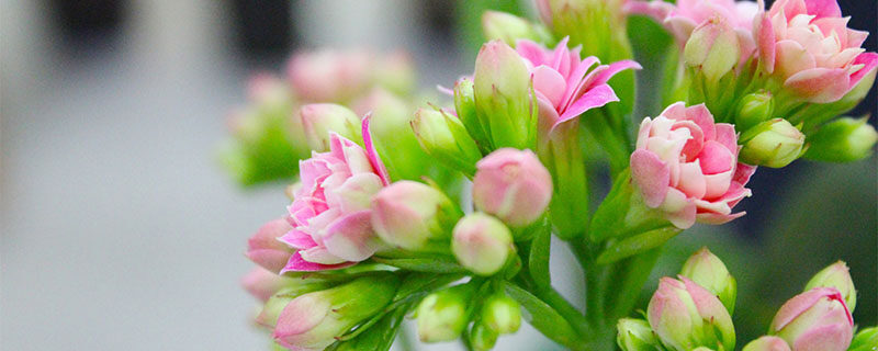 长寿花花期有多长 长寿花花期有多长