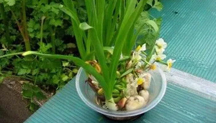 水仙花在玻璃瓶里的水有变化吗 水仙花在玻璃瓶里的水有变化吗