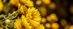 菊花什么季节开放
