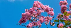 风铃花是多年生还是一年生