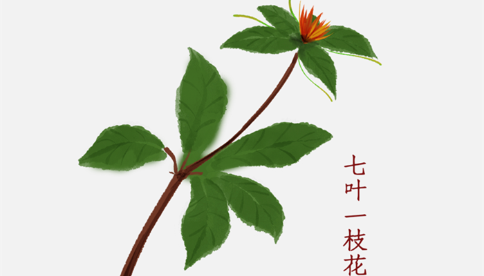 重楼的养殖方法和注意事项