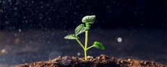 植物染发配方