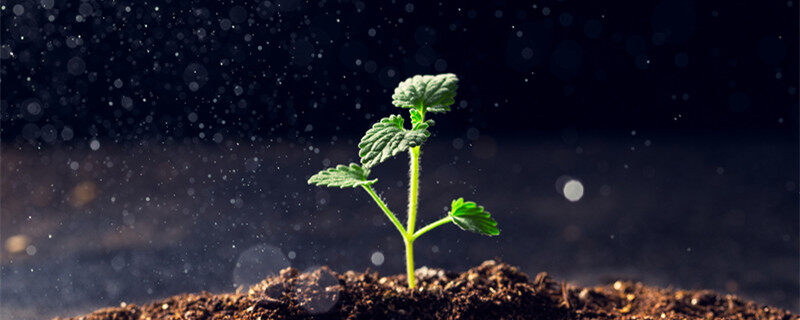 植物染发配方