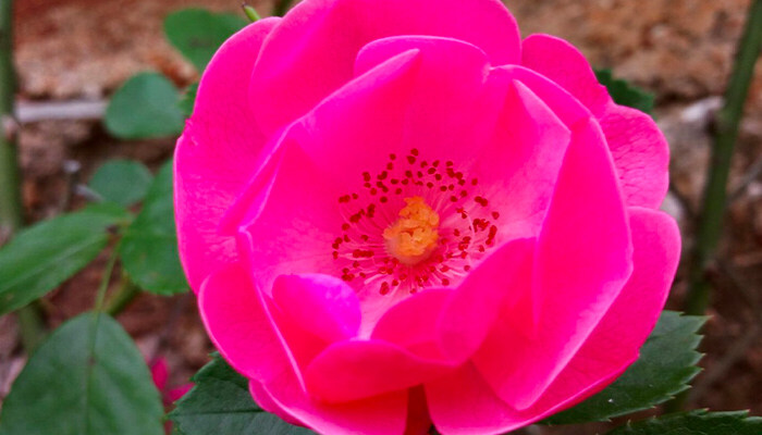 茶花掉花蕾长新叶怎么回事 茶花掉花蕾长新叶怎么回事