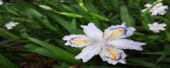 蝴蝶花的花语