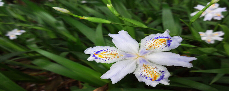 蝴蝶花的花语 蝴蝶花的花语