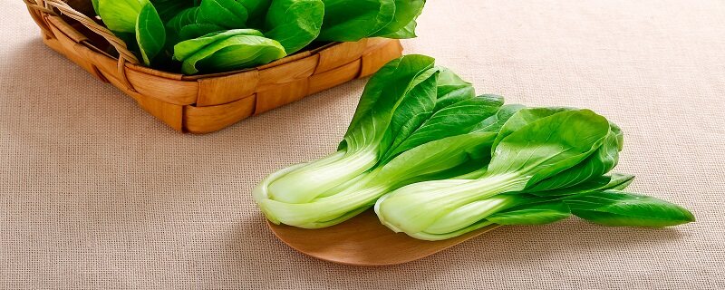 孔雀菜的种植时间和方法 孔雀菜的种植时间和方法
