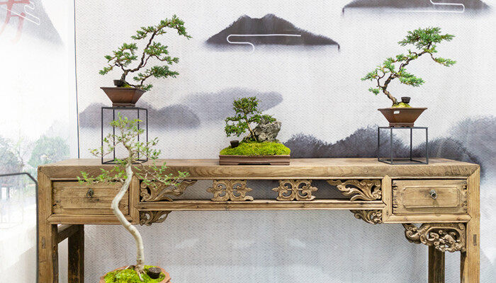 白花荀子盆景的养殖方法 白花荀子盆景的养殖方法