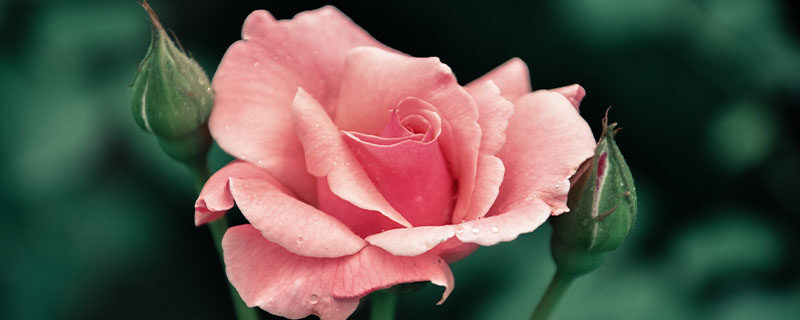 月季花什么时候换盆好 月季花什么时候换盆好