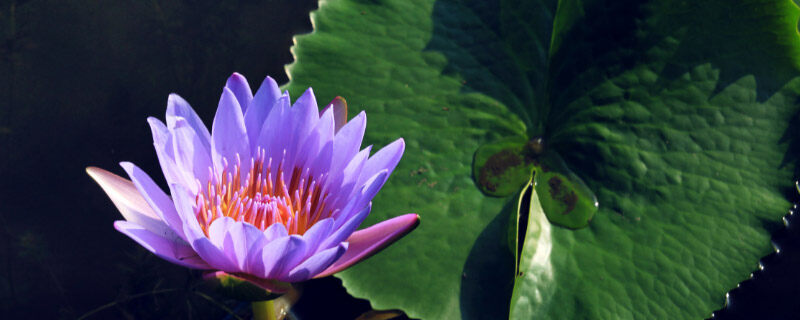 睡莲花的花语和寓意 睡莲花的花语和寓意