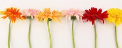 假昙花怎么浇水