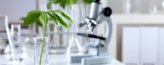 西南方位可以放绿植吗