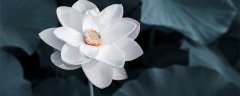 澳门市花是什么花,象征什么