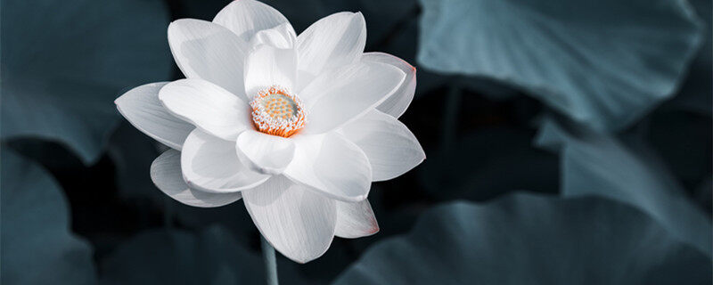 澳门市花是什么花,象征什么 澳门市花是什么花,象征什么