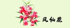 凤仙花怎么种