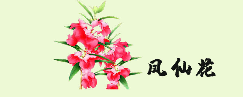 凤仙花怎么种