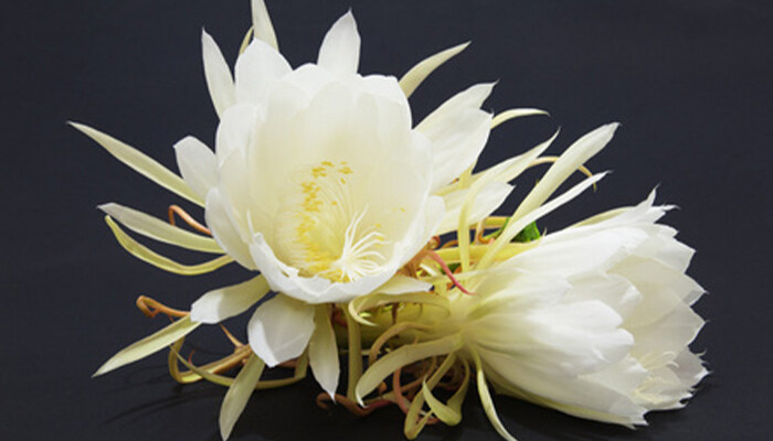 昙花香吗 昙花香吗