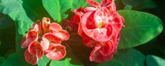 刺梅花有毒吗,能放在屋里养吗