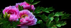牡丹花开放时间和特点