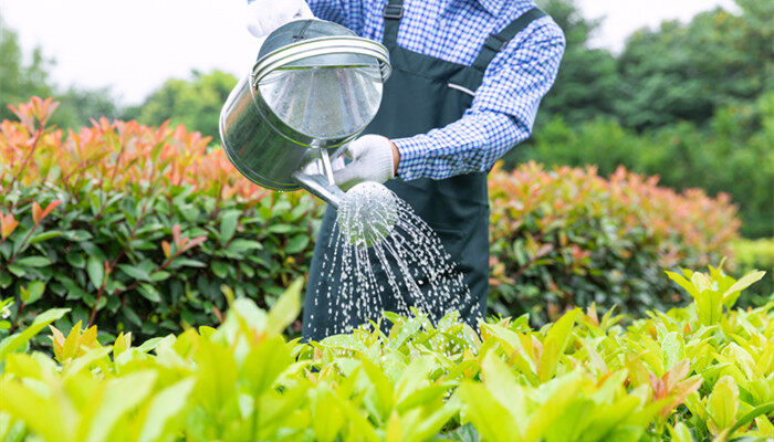 磷酸二氢钾怎么浇花 磷酸二氢钾怎么浇花