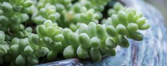 多肉是花吗