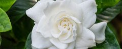 栀子花的养护与管理