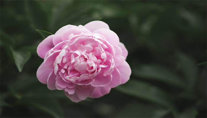 芍药花的花语 芍药花的花语