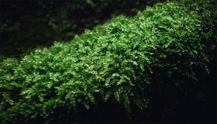 苔藓植物的作用