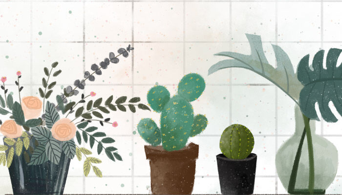 竹芋适合在室内养吗 竹芋适合在室内养吗