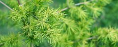 蓬莱松叶子发黄怎么回事