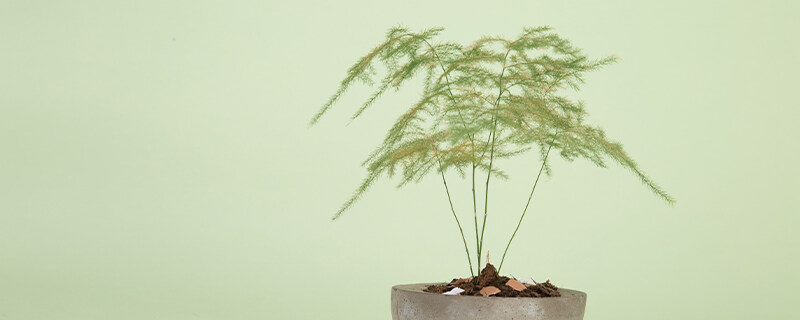 适合水养的室内植物花 适合水养的室内植物花