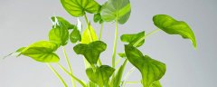金丝楠木种植条件